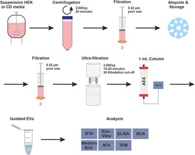 Novel insights into the isolation of extracellular vesicles by anion exchange chromatography
